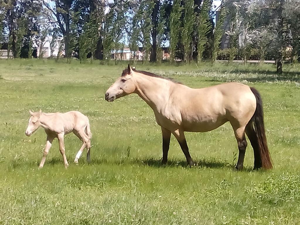 Chacras De Azcona Hosteria Azul Bagian luar foto